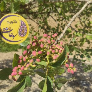 maqz-peste-koohi01